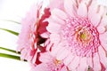 Beautiful pink gerber isolated Royalty Free Stock Photo