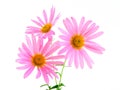 Beautiful pink gerbera daisies Royalty Free Stock Photo