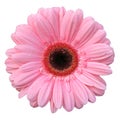 Beautiful pink Gerbera Daisy with drops of water isolated on white background. Royalty Free Stock Photo