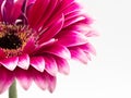 Beautiful pink gerbera daisy flower isolated on white background Royalty Free Stock Photo