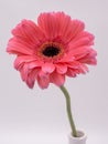 Beautiful pink gerbera daisy flower isolated on white background Royalty Free Stock Photo