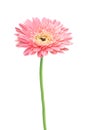 Beautiful pink gerbera daisy flower isolated Royalty Free Stock Photo