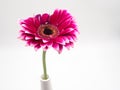 Beautiful pink gerbera daisy flower isolated on white background Royalty Free Stock Photo