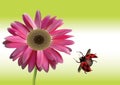 Beautiful pink Gerbera Daisy flower with ladybird Royalty Free Stock Photo