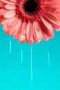 beautiful pink gerbera daisy flower with waterdroplets dropping