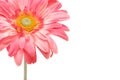 Beautiful pink gerbera daisy isolated on white Royalty Free Stock Photo