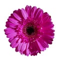 Beautiful pink gerbera flower isolated on white background. Royalty Free Stock Photo