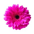 Beautiful pink gerbera flower isolated on white background Royalty Free Stock Photo