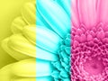 Beautiful pink gerbera flower in macro closeup. Pastel color. Wallpaper, background, desktop, cover.