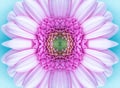 Beautiful pink gerbera flower in macro closeup. Pastel color. Wallpaper, background, desktop, cover.