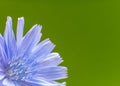 Beautiful pink gerbera flower in macro closeup. Pastel color. Wallpaper, background, desktop, cover