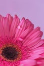 Beautiful pink gerbera flower with water drops Royalty Free Stock Photo