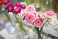 Beautiful pink gerbera flowers bouquet in glass vase at display on flower market for sale Royalty Free Stock Photo