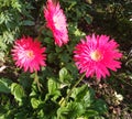 Beautiful pink gerbera flowers at mid-day sunlight in home garden. Royalty Free Stock Photo