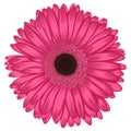 Beautiful pink gerbera isolated on white background .
