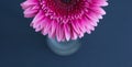 Bud of pink gerbera on a blue background Royalty Free Stock Photo