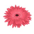 Beautiful pink gerberaisolated on white background . Royalty Free Stock Photo