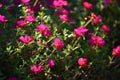 Beautiful pink gilliflowers blooming