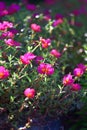 Beautiful pink gilliflowers blooming