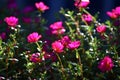 Beautiful pink gilliflowers blooming