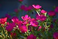 Beautiful pink gilliflowers blooming