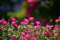 Beautiful pink gilliflowers blooming