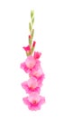 Beautiful pink gladiolus flower. Blank of congratulatory card