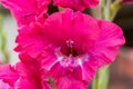 Beautiful pink gladiolus flower close-up Royalty Free Stock Photo