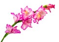 Beautiful pink gladiolus isolated on white background Royalty Free Stock Photo