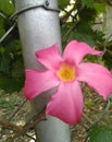 Beautiful Pink And Gold Trumpet Blossom Blooming In Louisiana