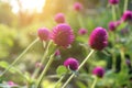 Pink gomphrena globosa flower in nature garden Royalty Free Stock Photo