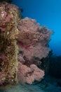 Gorgonian coral growing horizontally on concrete blocks