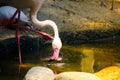 Beautiful pink greater flamingo bird drinking water in a pond.