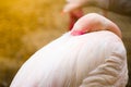 Beautiful pink greater flamingo bird resting and sleeping in close up.