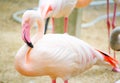 Beautiful pink greater flamingo bird standing in close up.