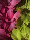 Beautiful pink and green gladiolus petals close up in sunlight. Stylish flower still life, artistic composition. Trendy floral Royalty Free Stock Photo