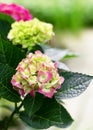 Beautiful pink, green hydrangea flowers (Hydrangea macrophylla) in the cottage garden. Royalty Free Stock Photo