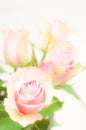 Beautiful pink and green rose flower on white background.