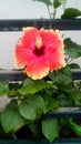 Beautiful pink gudhal flower Royalty Free Stock Photo