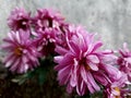 Beautiful pink hardy chrysanthemums in garden