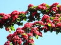 White hawthorn flowers on tree branch, Lithuania Royalty Free Stock Photo