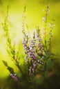 Beautiful pink healing flowers of heather bloom on thin stems on a sunny summer day. Wild flowers in nature Royalty Free Stock Photo