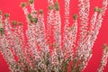 Beautiful pink heather flowers background for wedding or love greetings