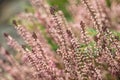 Beautiful pink heather plant detail in garden, perrenial calluna in blooming Royalty Free Stock Photo