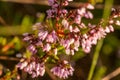 A beautiful pink heathers growing in a marsh in morning light.