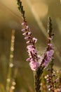 A beautiful pink heathers growing in a marsh in morning light.