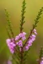 A beautiful pink heathers growing in a marsh in morning light.