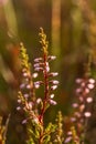 A beautiful pink heathers growing in a marsh in morning light.