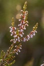 A beautiful pink heathers growing in a marsh in morning light.