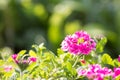 Beautiful pink hedge flower, Weeping lantana